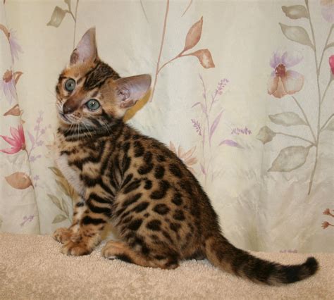 Outstanding Brown Rosetted Female Bengal Kitten Classifiedsuk Free