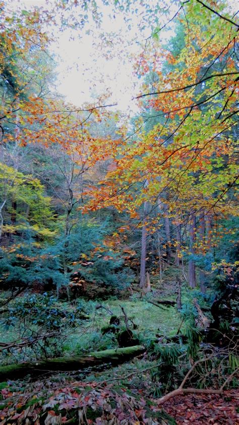 Weedpickers Journal Old Growth Forest