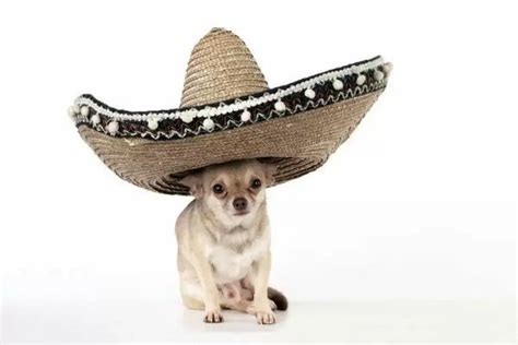 Print Of Dog Chihuahua Wearing Mexican Hat In 2021 Chihuahua