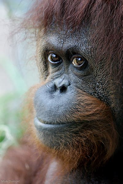 What does pihak atasan mean in english? 5 Projects Supporting Orangutan Conservation