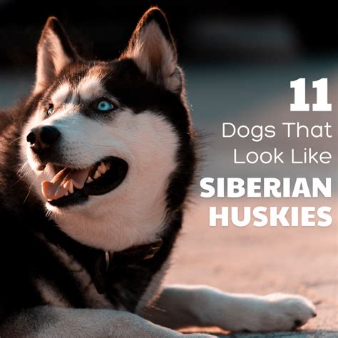 Top 10 Dog Breeds That Look Like Huskies You Need To Know