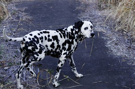 Liver Spotted On Dalmatian Lovers Deviantart Artofit