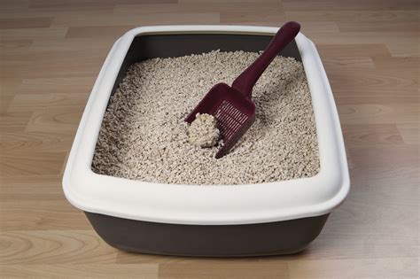 Top 5 Cat Litter Boxes Purrfect Love