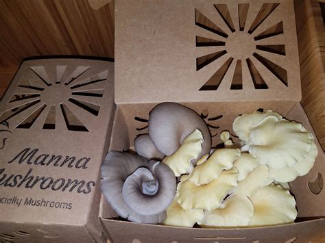 Mushroom Packaging And Caring For Your Mushrooms