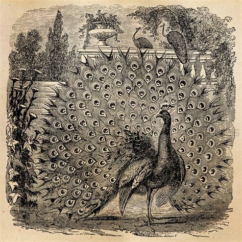 Vintage Peacock Animal Illustration Printable Peacocks 1800s Etsy