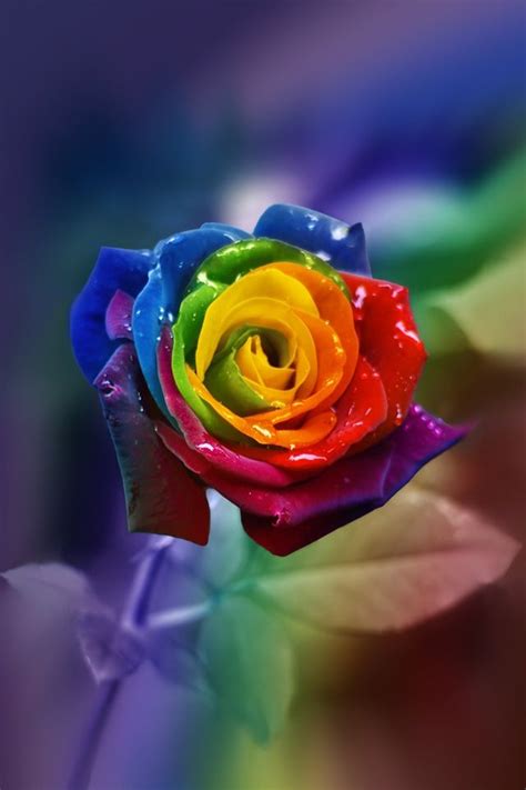 Flower Wallpaper For Iphone And Android Con Imágenes