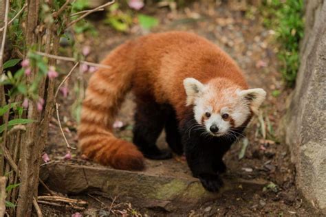 Mama And Baby Red Panda Make Debut At National Zoo The