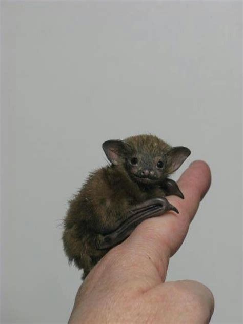 Baby Bat Cute Bat Bumblebee Bat Animals Beautiful