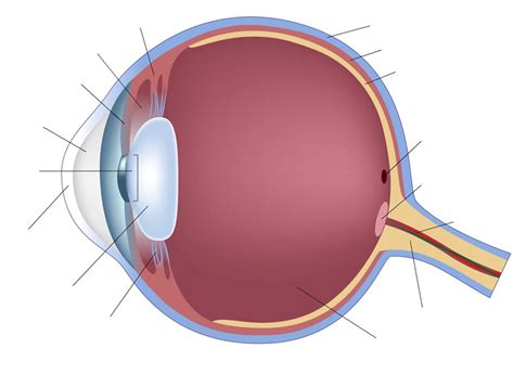 Labeled Simple Labeled Human Eye Diagram