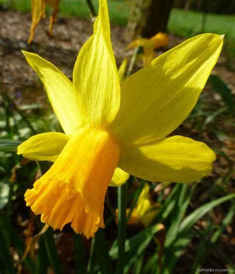 Narcis Narcissus Itzim Květy Květenství Zahrada