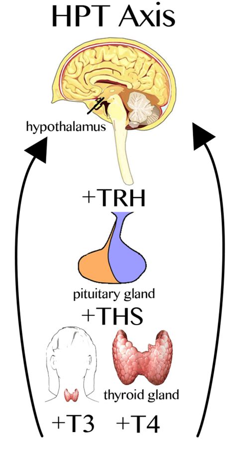 Hypothalamic — Pituitary — Thyroid Axis Maitland Chiropractor The
