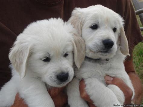 A golden can be all things to all people, from fulfilling its original function in the shooting field, to service dog for search and rescue, guide dog. 239 best English Cream Golden Retrievers images on ...