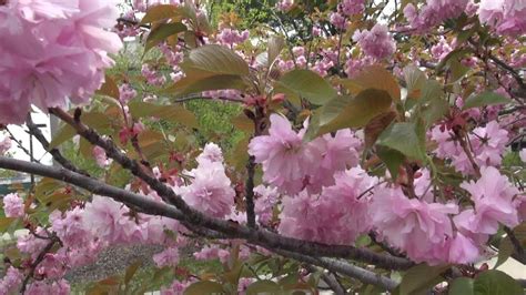 Most Beautiful Spring Flowering Trees And Shrubs In Michigan Youtube