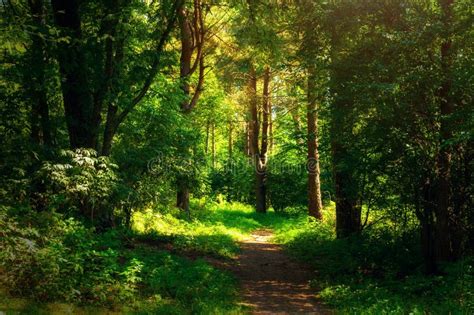 Forest Landscape In Sunny Weather Forest Trees And Narrow Path Lit By