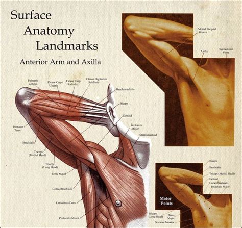 Human Muscle Surface Anatomy Landmarks Upper Body Poster X