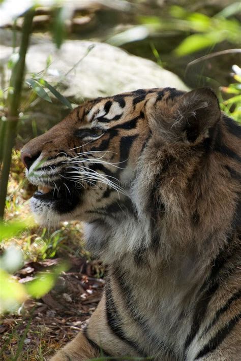 Perfil De Um Tigre Do Sumatran Que Relaxa Na Floresta Foto De Stock