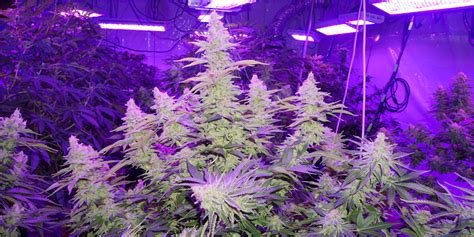 Grow Better Cannabis With LED Lights | Herb