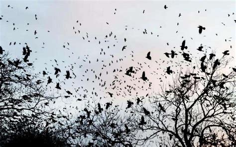 Crows Gathering In Large Numbers 7 Spiritual Meanings