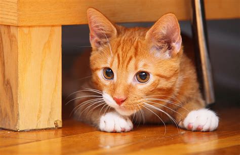 Name ideas for pairs of pets. 70+ Ginger Cat Names - Cute, Hilarious Names You'll Love