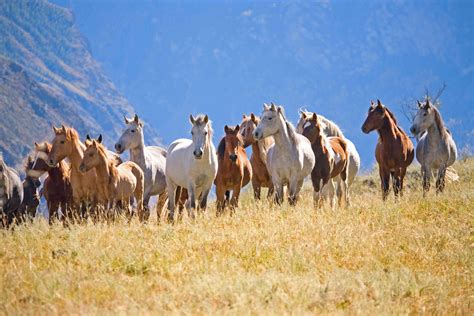 15 Feral Horse Colonies From Around The World
