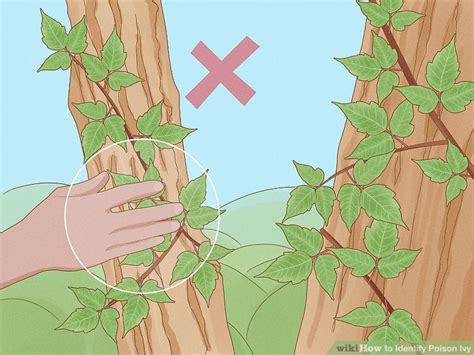 How To Identify Poison Ivy 9 Steps With Pictures Wikihow