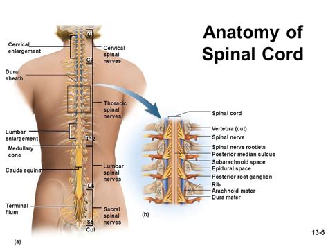 Anatomy Of Spinal Cord 13 6 C1 Cervical Enlargement Cervical Spinal