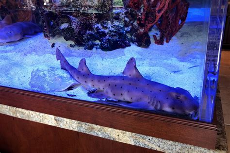 Home Shark Tanks Are In Just One Problem Sharks Make Terrible Pets Wsj