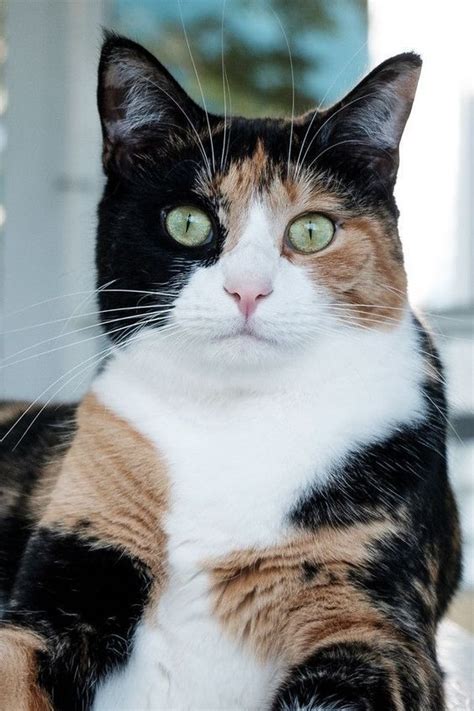 Calico Cat Cool Facts Cats Ghy