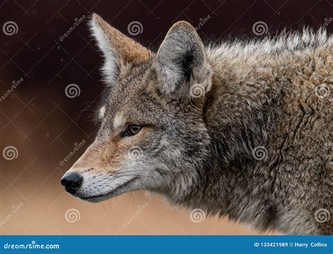 Coyote Portrait In Canada Stock Image Image Of Grey 133421989