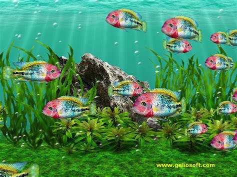 48 Animated Fish Aquarium Desktop Wallpapers On