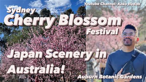 JAPAN SCENERY IN AUSTRALIA SYDNEY CHERRY BLOSSOM FESTIVAL IN