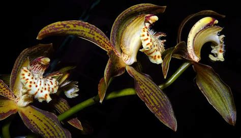 HOA PHONG LAN VIỆT VIETNAM ORCHIDS About Cymbidium Orchids Only Cymbidium Orchids Vietnam