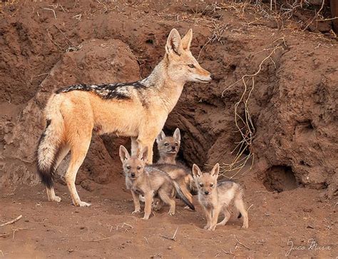 Nature And More Black Backed Jackal Female And Puppies At A Den