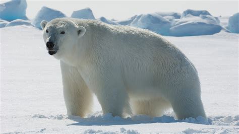 Top 10 Most Famous Arctic Animals Arctic Animals