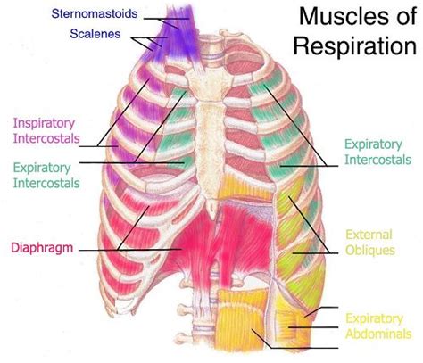 Conditions affecting the ribcage include Rib Cage and Muscles of Respiration #health #anatomy # ...
