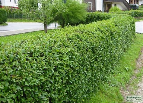 Privet Green Ligustrum Ovalifolium Hedging Shrubs Hedging