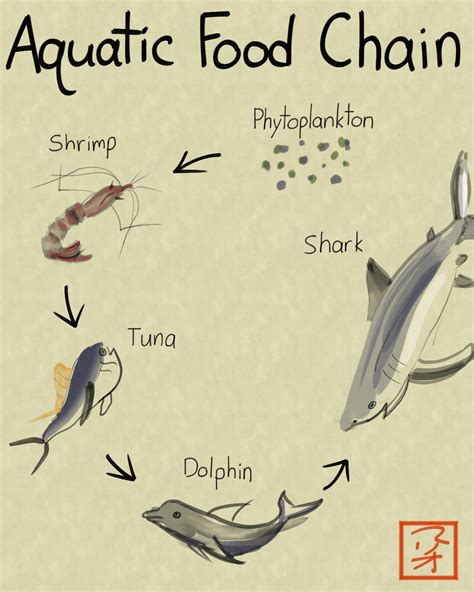What is food chain give an example. Quaternary Consumer — Definition & Role - Expii