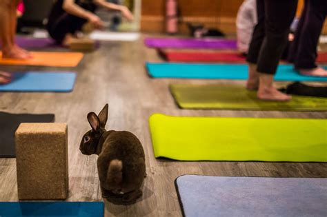 Bunny Yoga — Wendy Dakini