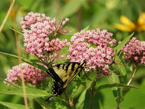 Eastern Tiger Swallowtail Butterfly At Montezuma Refuge Stock Image