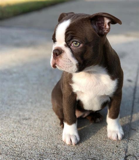 Bravo will melt your heart with his cuteness and sweet loving temperament! Teacup Boston Terrier Puppies For Sale In Nc - Pets Lovers
