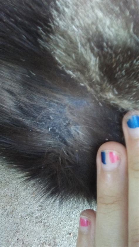My Cat Is Losing Patches Of Fur And The Skin Underneath Is Turning