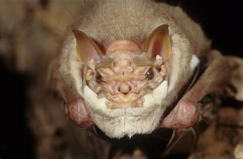 This Bat Wears A Face Mask Scientific American