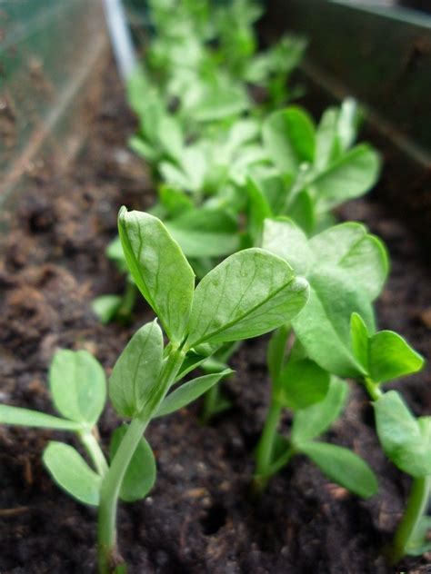 Growing Pea Shoots How To Grow Pea Shoots For Pea Shoot Harvesting