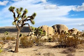 O deserto de Joshua Tree, Califórnia, é roots, mas tem Coachella ...