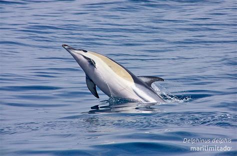 Common Dolphin Delphinus Delphis Mar Ilimitado Flickr