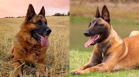 German Shepherd Vs Belgian Malinois Comparing Two Confident Breeds