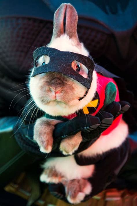 The 60 Greatest Pet Costumes Ever Neatorama