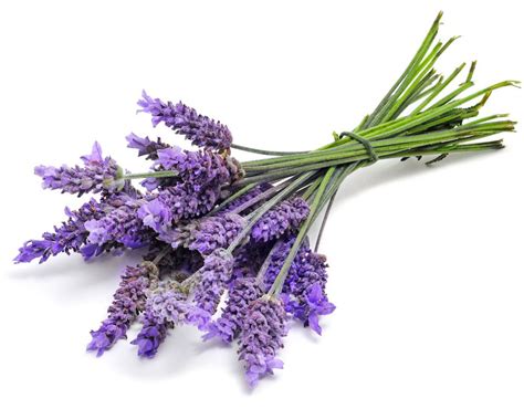 Buy Lavender Seeds Online At Allthatgrows Lavender Seeds For Home