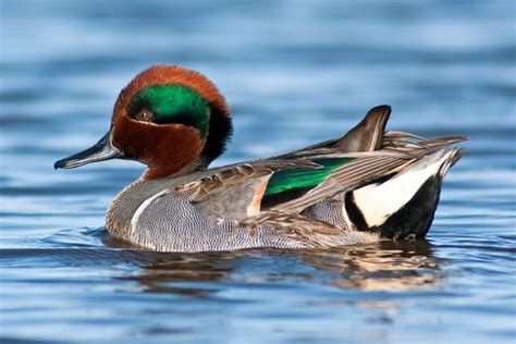 Green Winged Teal Ducks Purely Poultry Teal Duck Duck Species