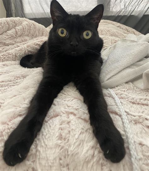 A White Cat That Due To A Rare Genetic Condition Was Born Black R